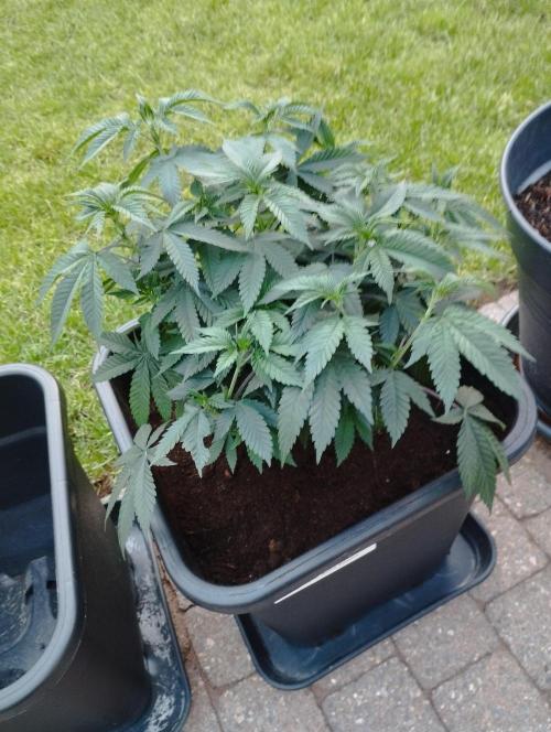 PMK (tester) - Dutch Passion. Week 12