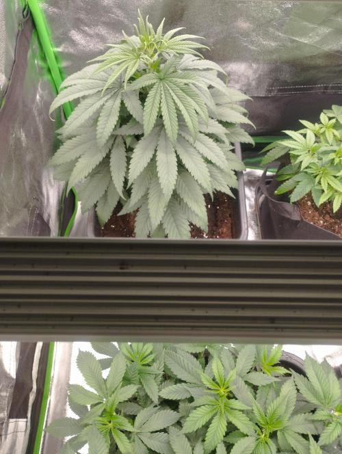 Apple Fritter - Kannabia. Week 8