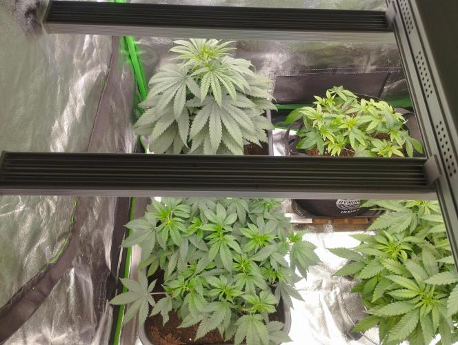 Apple Fritter - Kannabia. Week 8