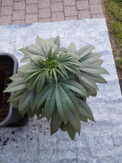 Apple Fritter - Kannabia. Week 8
