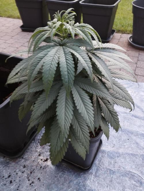 Apple Fritter - Kannabia. Week 8