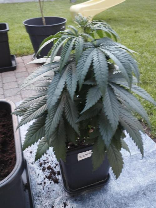 Apple Fritter - Kannabia. Week 8