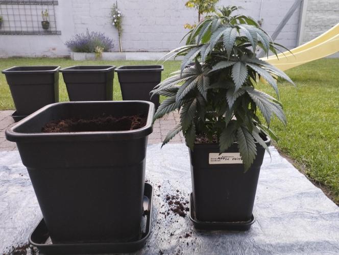 Apple Fritter - Kannabia. Week 8