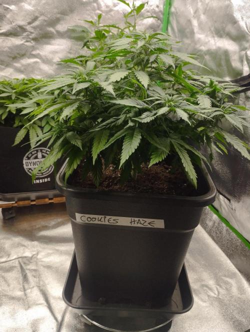 Cookies Haze - Kannabia. Week 9