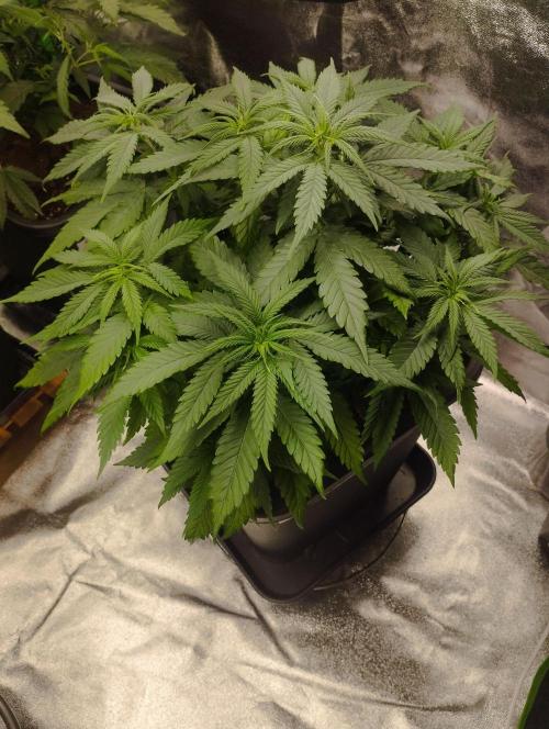 Cookies Haze - Kannabia. Week 9