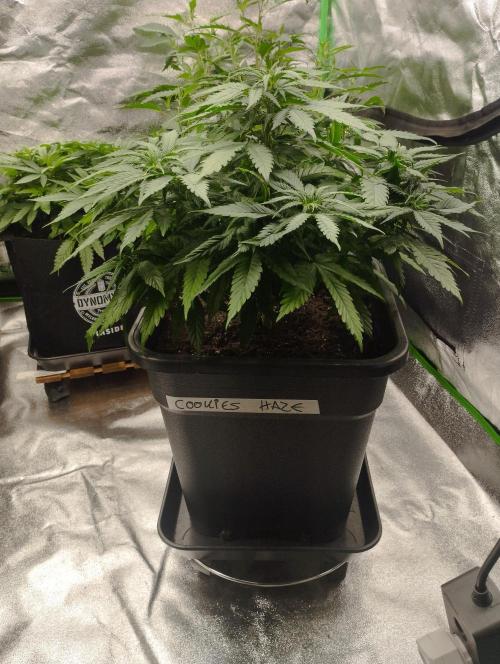Cookies Haze - Kannabia. Week 9