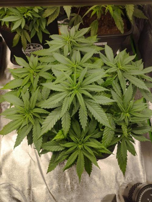 Cookies Haze - Kannabia. Week 9