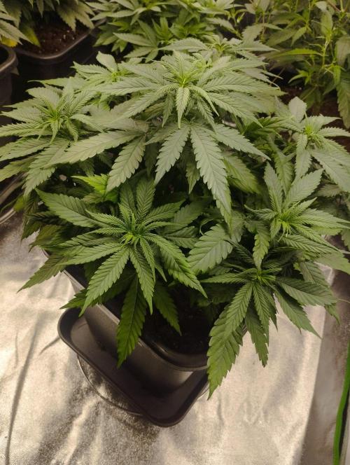 Cookies Haze. Week 9