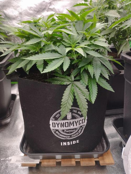 FBP - Dutch Passion. Week 10