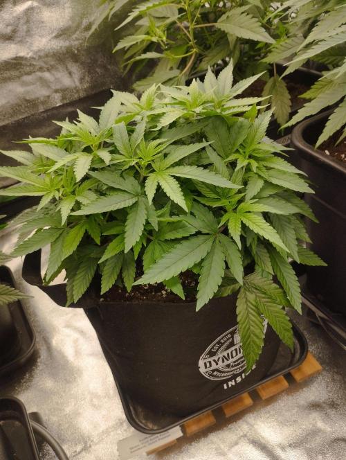FBP - Dutch Passion. Week 10