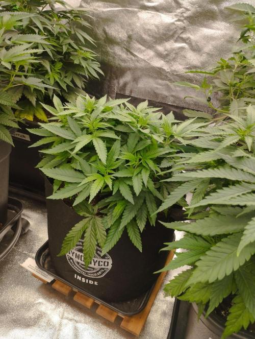 FBP - Dutch Passion. Week 10
