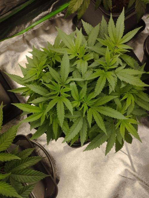 FBP - Dutch Passion. Week 10