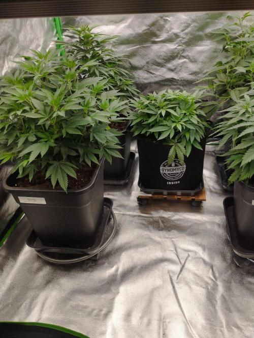 FBP - Dutch Passion. Week 10