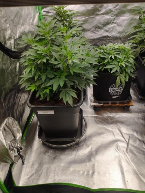 FBP - Dutch Passion. Week 10