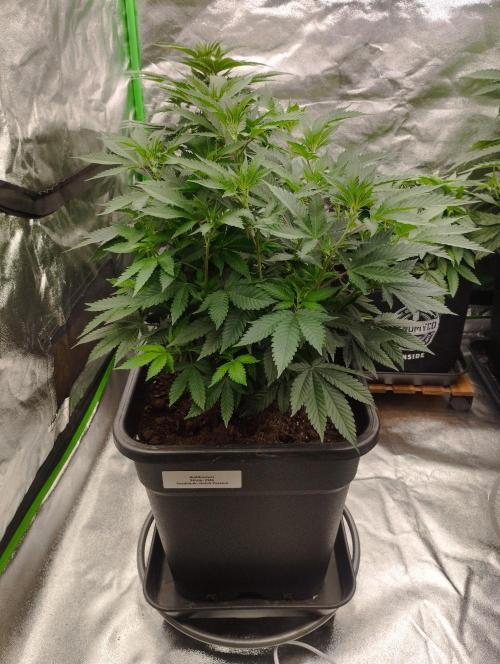 PMK (tester) - Dutch Passion. Week 13