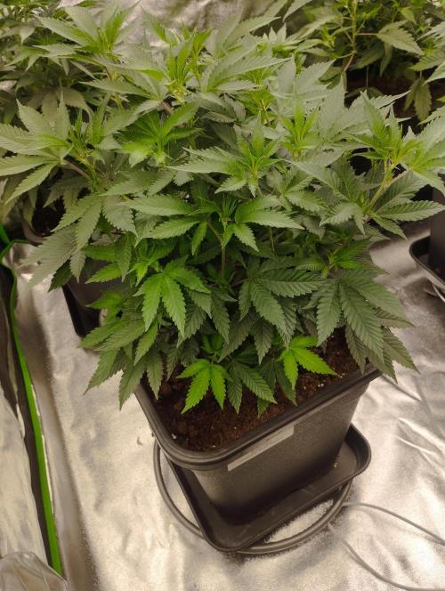 PMK (tester) - Dutch Passion. Week 13