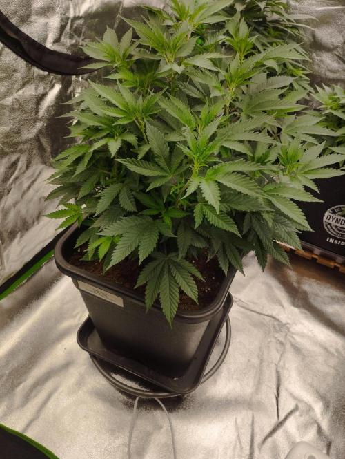 PMK (tester) - Dutch Passion. Week 13