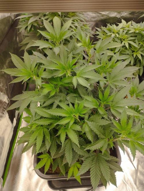 PMK (tester) - Dutch Passion. Week 13