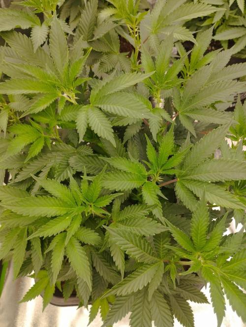 PMK (tester) - Dutch Passion. Week 13