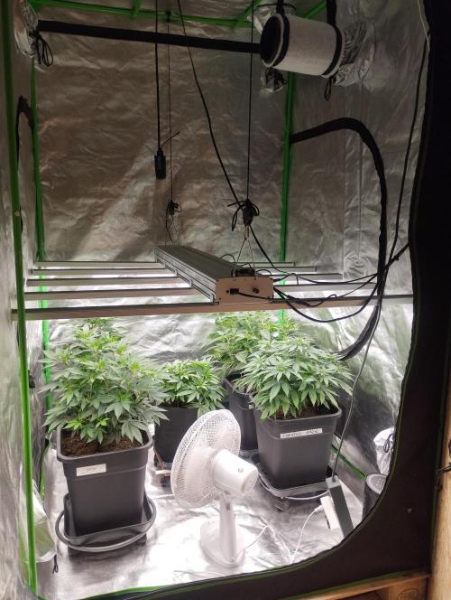 PMK (tester) - Dutch Passion. Week 13