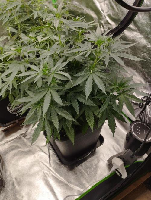 Cookies Haze - Kannabia. Week 10