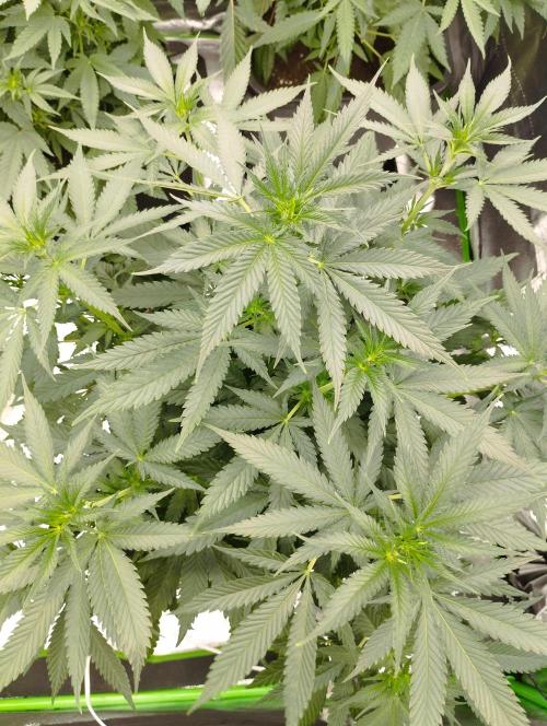 Cookies Haze - Kannabia. Week 10