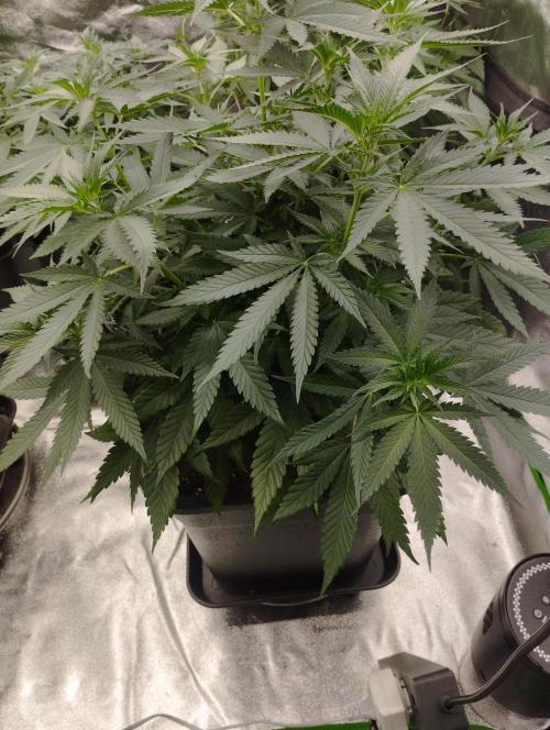 Cookies Haze - Kannabia. Week 10