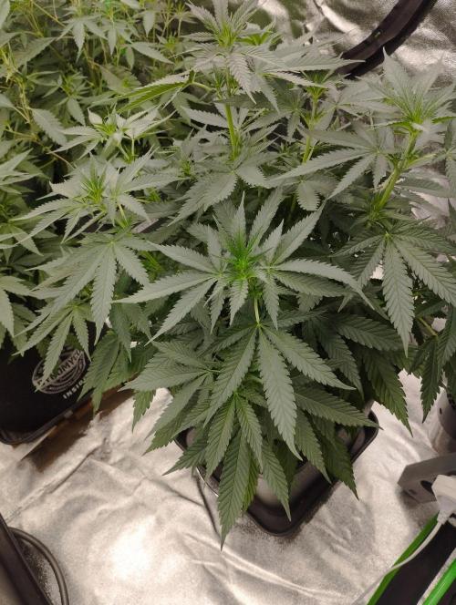 Cookies Haze - Kannabia. Week 10