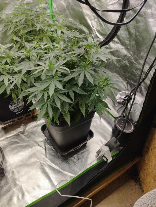 Cookies Haze. Week 10