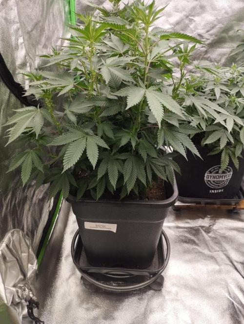 PMK (tester) - Dutch Passion. Week 14