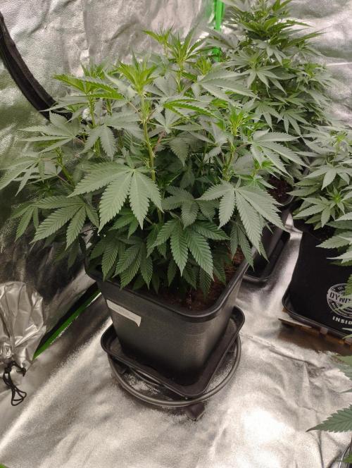 PMK (tester) - Dutch Passion. Week 14