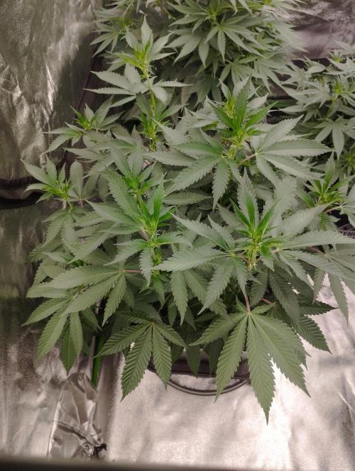 PMK (tester) - Dutch Passion. Week 14
