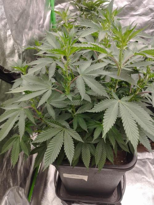 PMK (tester) - Dutch Passion. Week 14
