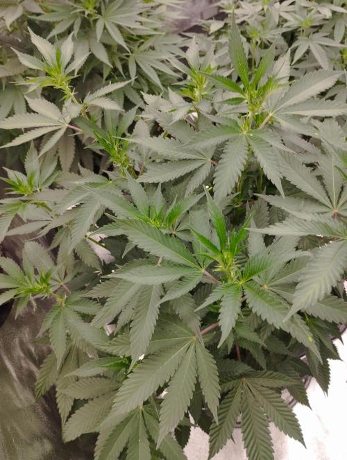 PMK (tester) - Dutch Passion. Week 14