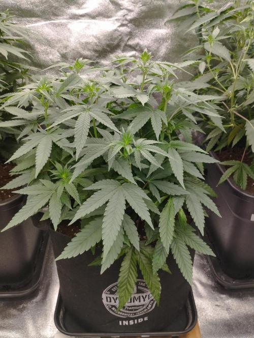FBP - Dutch Passion. Week 11
