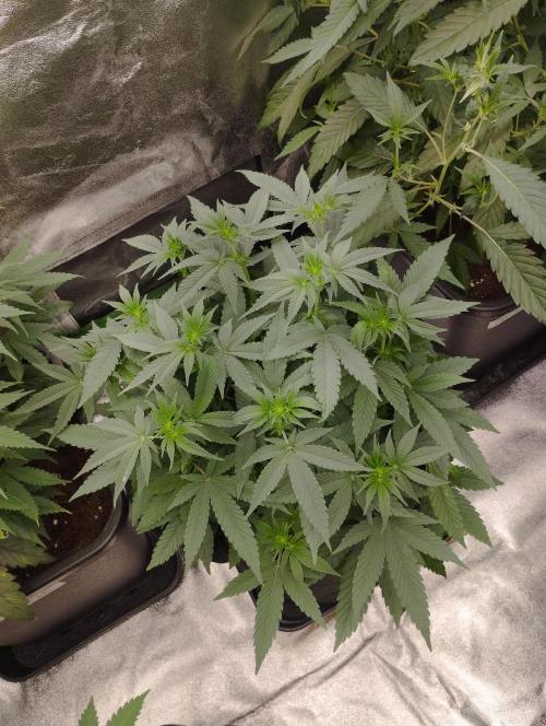 FBP - Dutch Passion. Week 11
