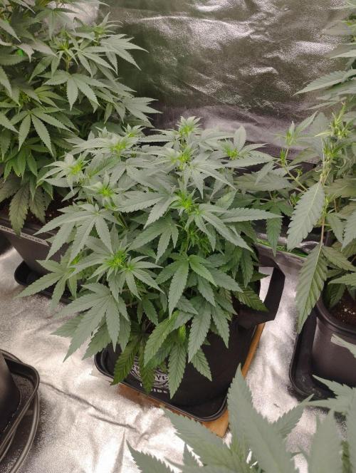 FBP - Dutch Passion. Week 11
