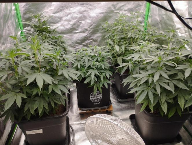 FBP - Dutch Passion. Week 11