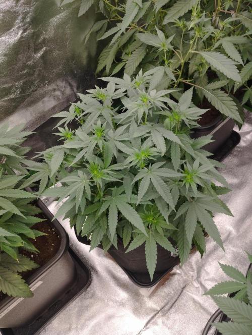 FBP - Dutch Passion. Week 11