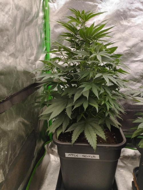 Apple Fritter - Kannabia. Week 10
