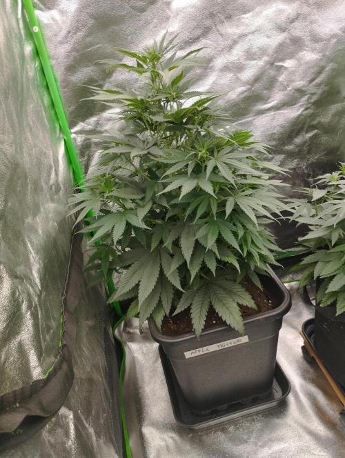 Apple Fritter - Kannabia. Week 10