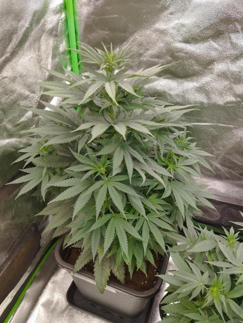 Apple Fritter - Kannabia. Week 10