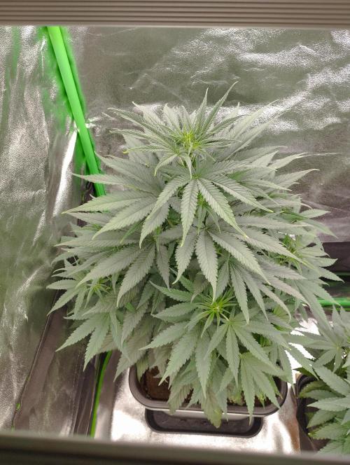 Apple Fritter - Kannabia. Week 10