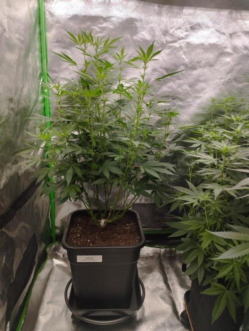 PMK (tester) - Dutch Passion. Week 15