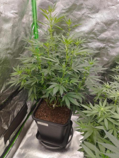 PMK (tester) - Dutch Passion. Week 15