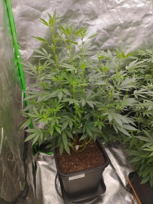 PMK (tester) - Dutch Passion. Week 15