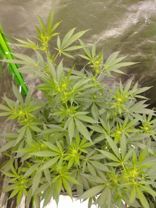 PMK (tester) - Dutch Passion. Week 15