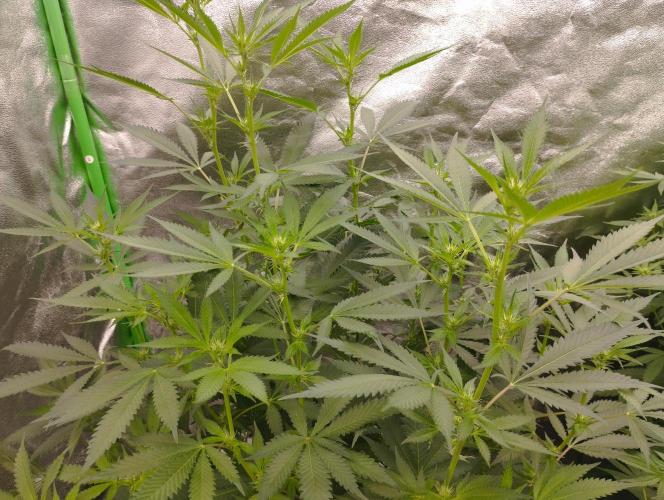PMK (tester) - Dutch Passion. Week 15