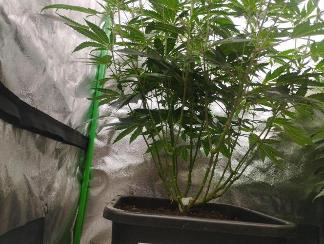 PMK (tester) - Dutch Passion. Week 15