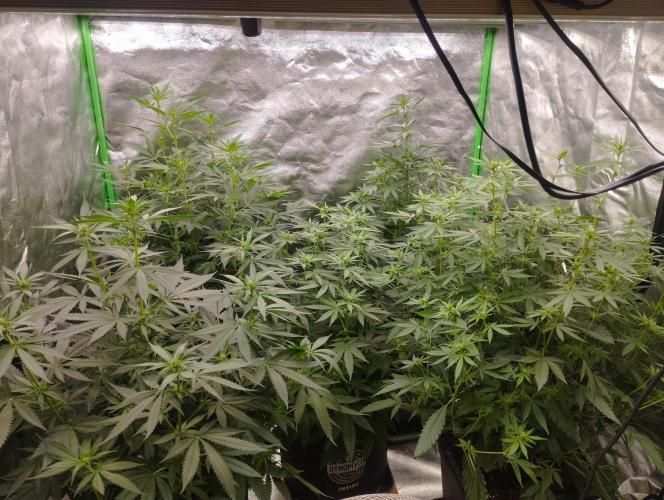 PMK (tester) - Dutch Passion. Week 15